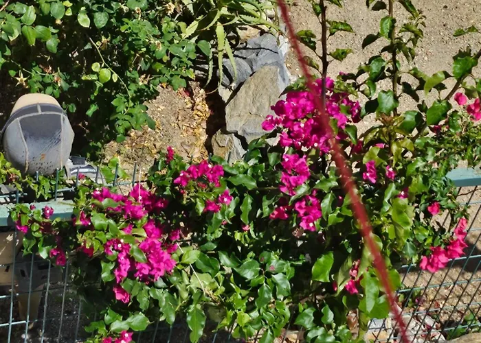 Tatil Evi Bodrumda şirin Ev Bodrum